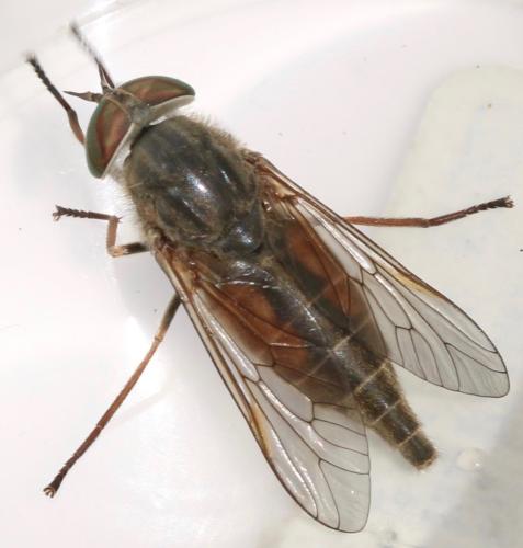 Hybomitra distinguenda